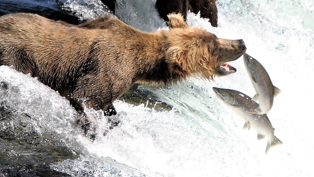 Wild country, big fish. Alaskan imagery courtesy of @theridgealaska